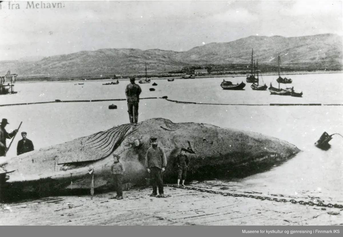 Mehamn ca 1902. Død hval i fjæra. Flensing. - Museene for kystkultur og ...