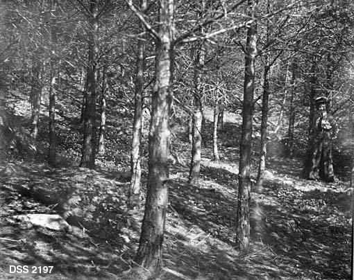 22 år gammelt furubestand i Vanse prestegardsskog.  Forografiet viser den nedre delen av stammene med en del inntørket kvist.  Det vokser kvitveis på skogbotnen.  Ei kvinne står helt til høyre i bildet.  Opptaket er noe ujevnt belyst på grunn av solinnsig i tett skog. 