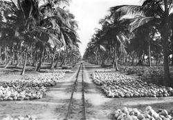 Mosambik 1914. Fra en av kokospalmeplantasje til selskapet S