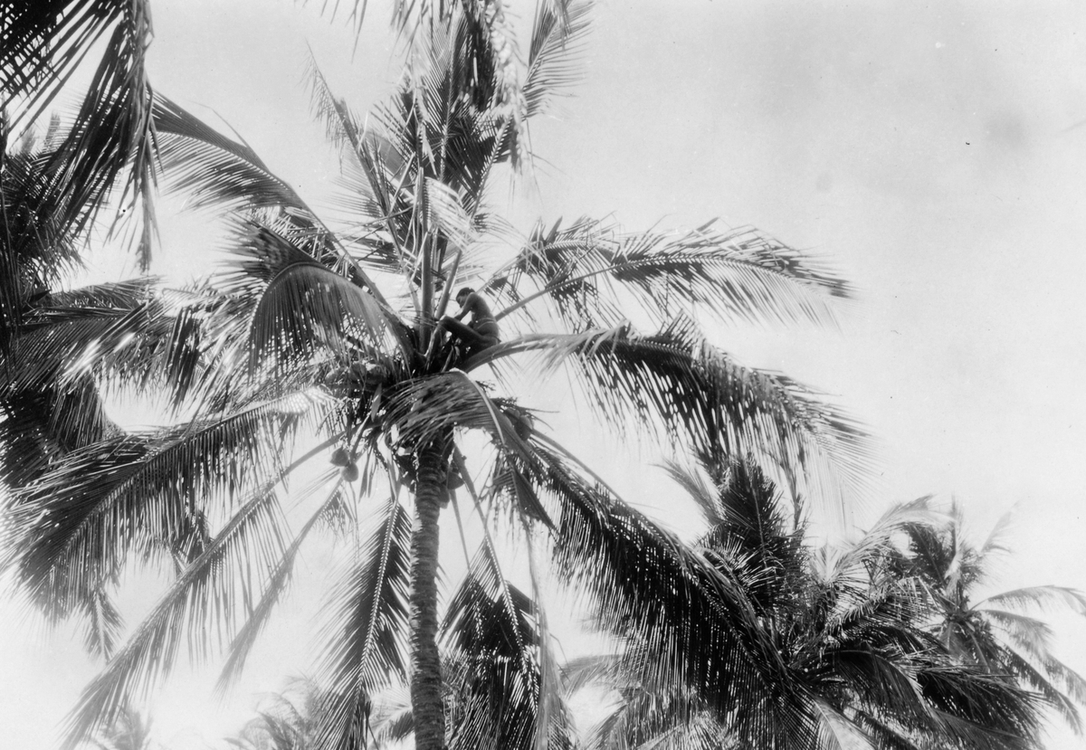 Mosambik 1914. En ung afrikaner sitter oppe i en palmekrone og plukker kokosnøtter.