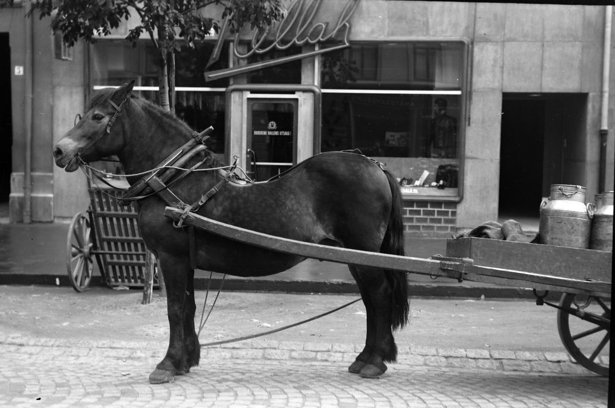 Hest med vogn fotografert utenfor Hallèns Utsalg i Nordre gate.