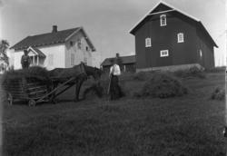 Slåttonn, høyonn. To menn kjører inn høy med hest og kjerre 