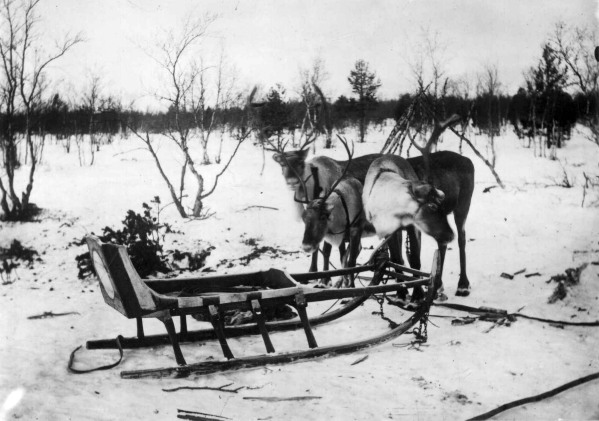 Slede av samojedisk type og tre reinsdyr. Kolahalvøya, Russland, antatt 1900-1910.