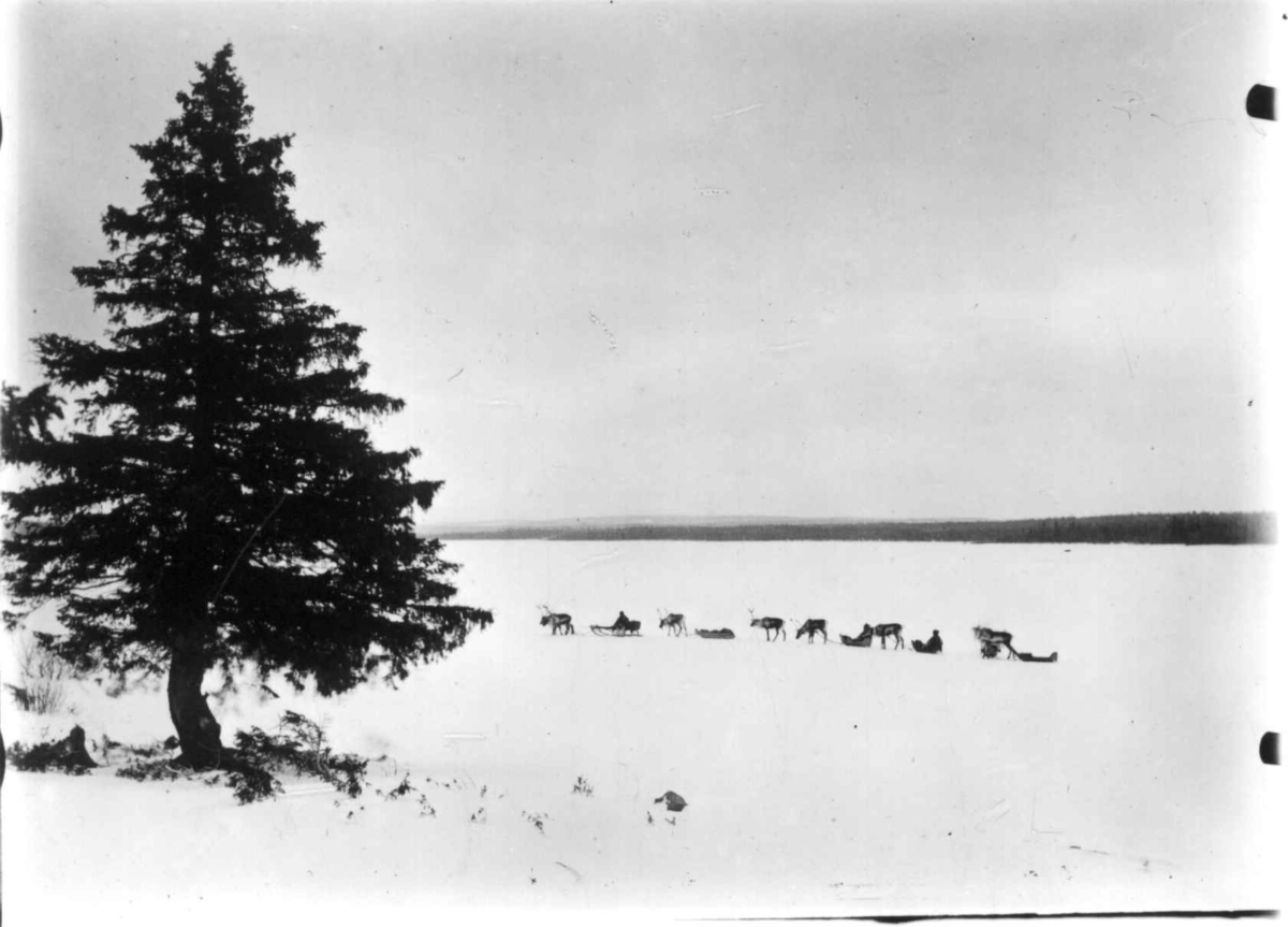 Raide. Reinsdyr med slede og pulker over vidda nær Kola,  antatt  1900-10. 