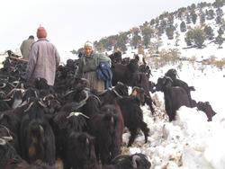 Fra Samlar i Tyrkia. Geiter og gjetere i snølandskap.