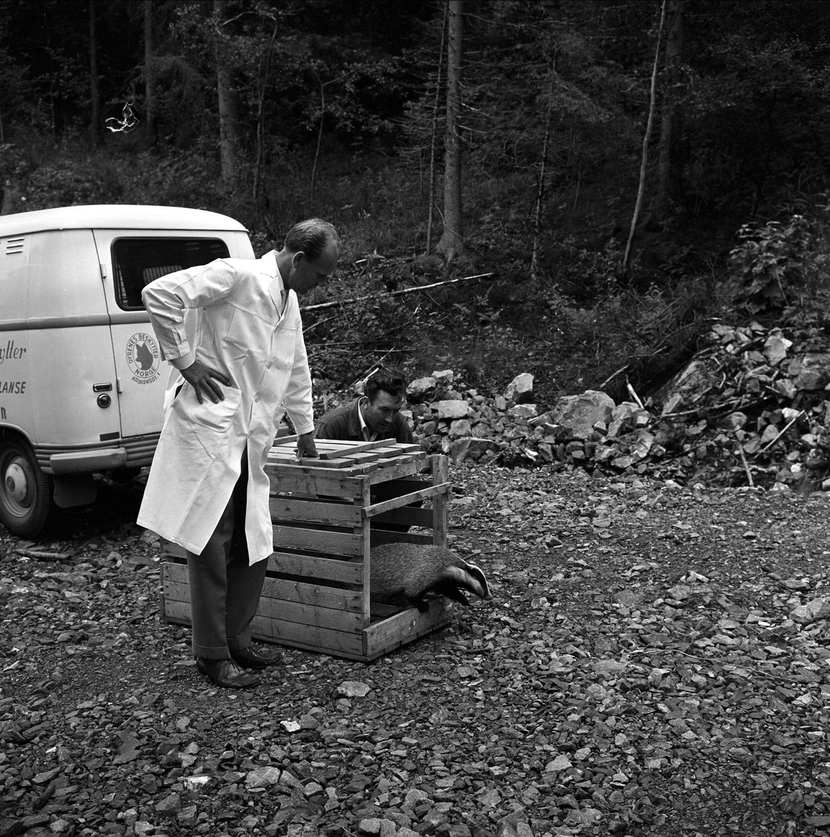Mann slipper grevling ut av boks, Oslo,  juli 1963.