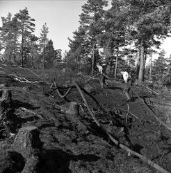 Skogbrann i Aremark juli 1958. Rydding av brente trær.