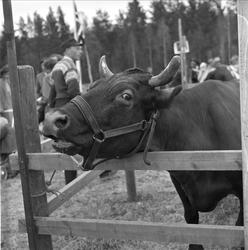Tolga, Hedmark, 14.08.1958. Fesjå. Ku.