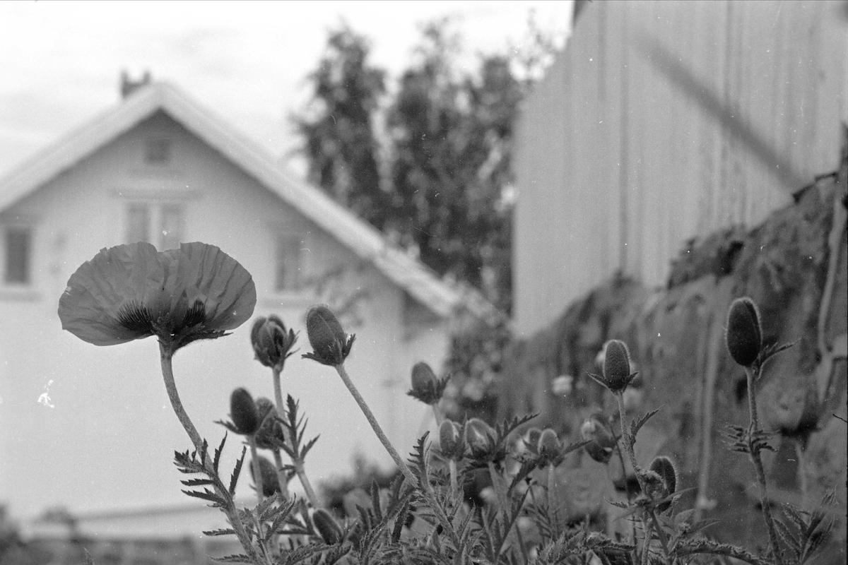 Lyngør, september 1962, valmuer i blomst.