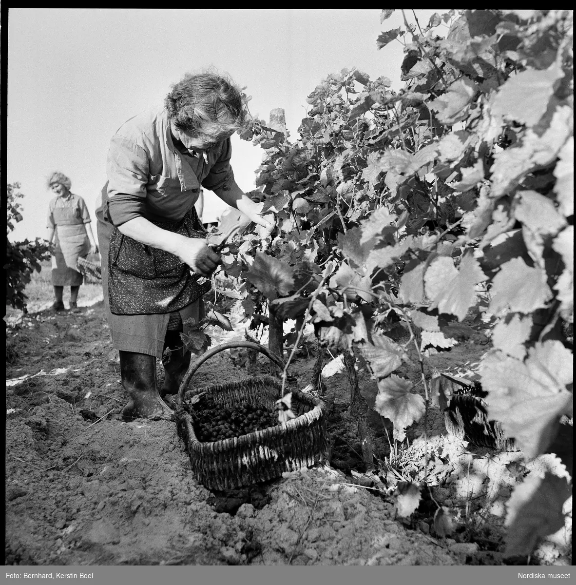 Frankrike, Loire-dalen, Muscadet.
Kvinnor skördar vindruvor och lägger dem i korgar.
