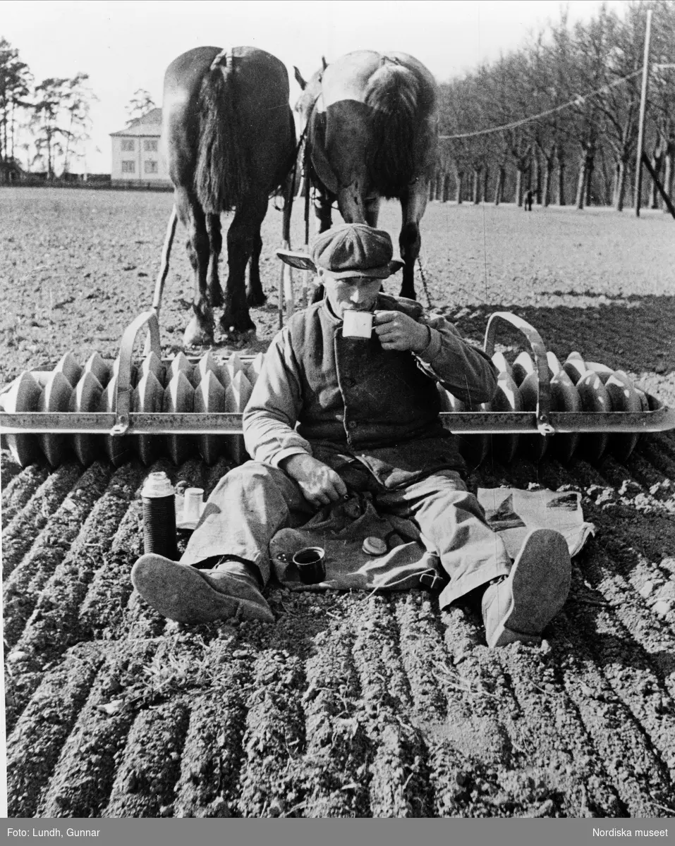 Lantarbetare dricker kaffe på åkern vid den hästförspända ringvälten. Lovön 1938.