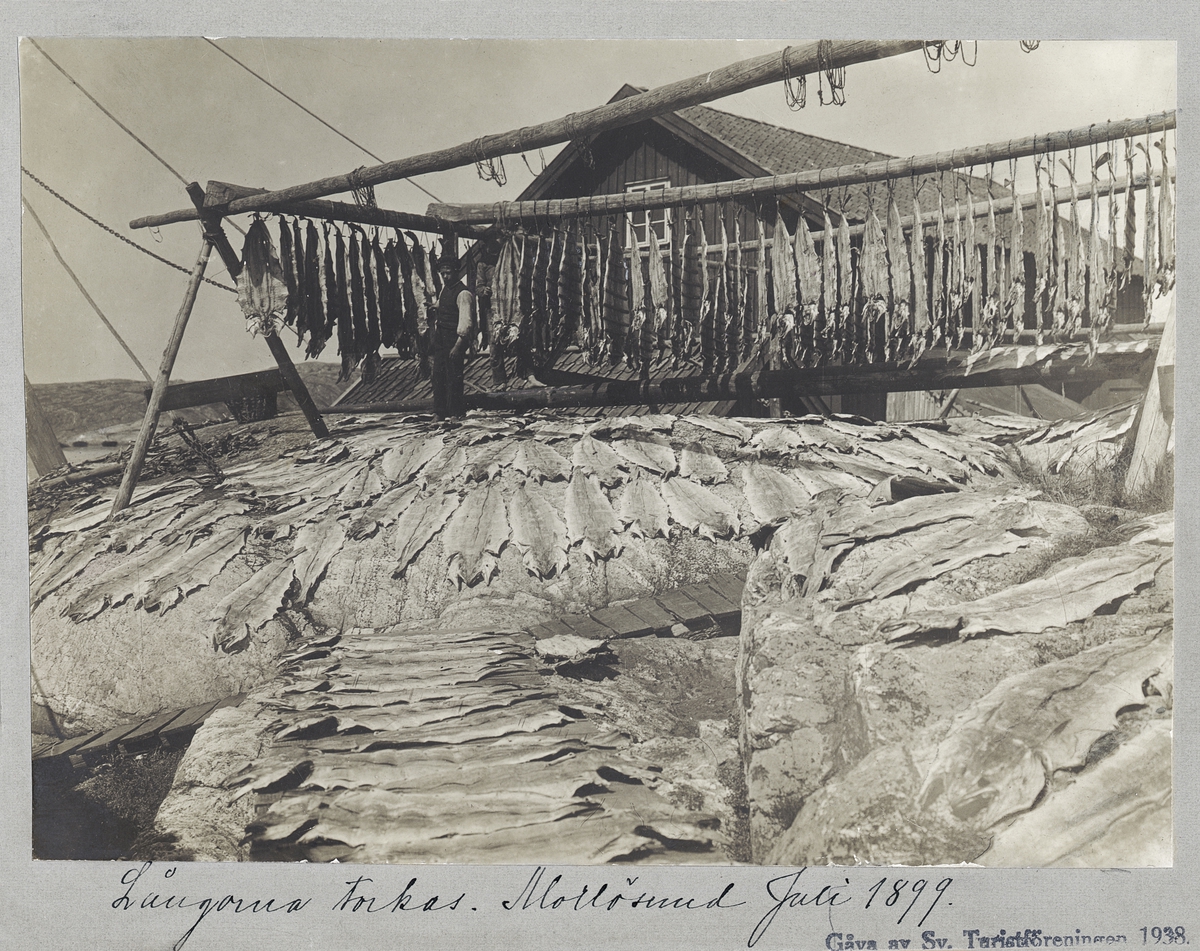 "Långorna torkas. Mollösund Juli 1899". Fisk hänger och ligger på tork ute på skärgårdsklippor.