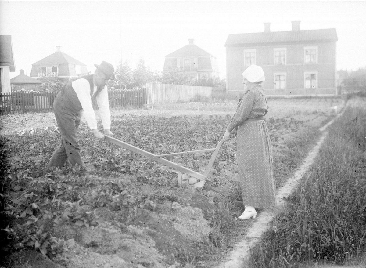 Kupning av potatis, Uppsala 1918