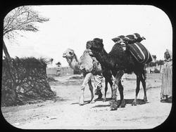 Dias. Kameler ved en oase