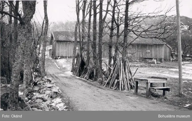 Veneröd, februari 1957. 
Infartsvägen till gård, mot träden i allén står hässjestörar lutade, i förgrunden står ett tomt mjölkbord