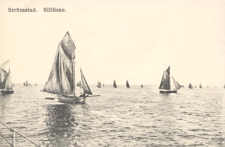 Tryckt text på kortet: "Sillfiske. Strömstad."