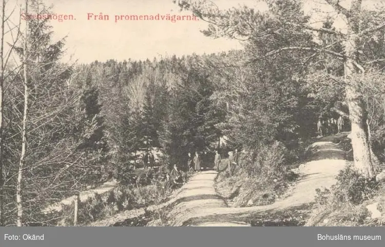 Tryckt text på kortet: "Svenshögen. Från promenadvägarna."