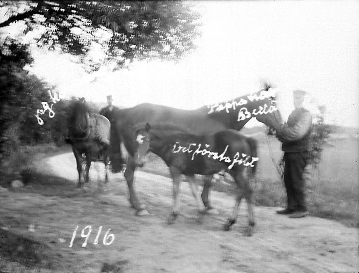 Hästarna och vi 1916