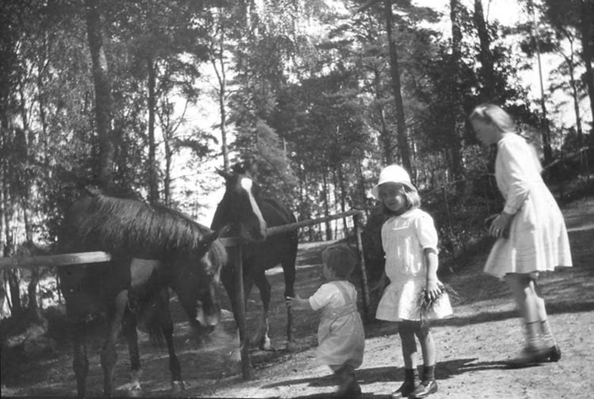 Syskonen Lithander matar hästarna 1917
