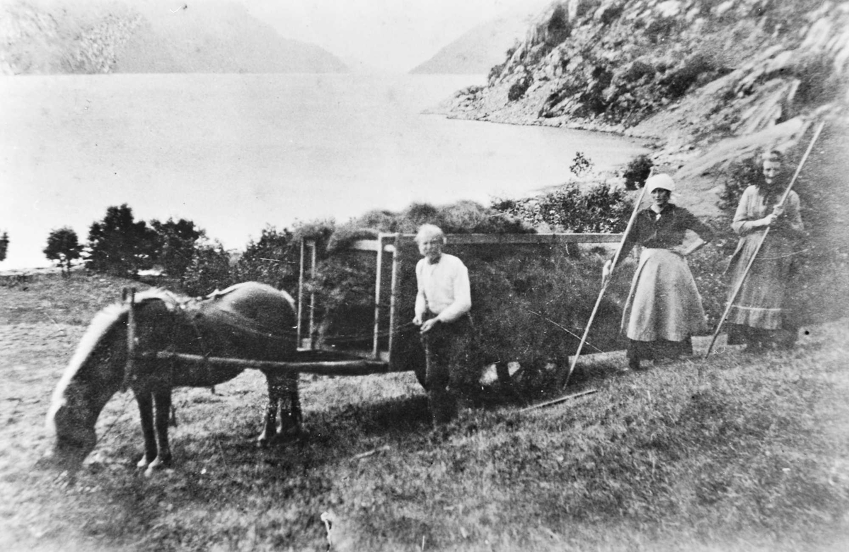 hest vogn høy river fjord mennesk