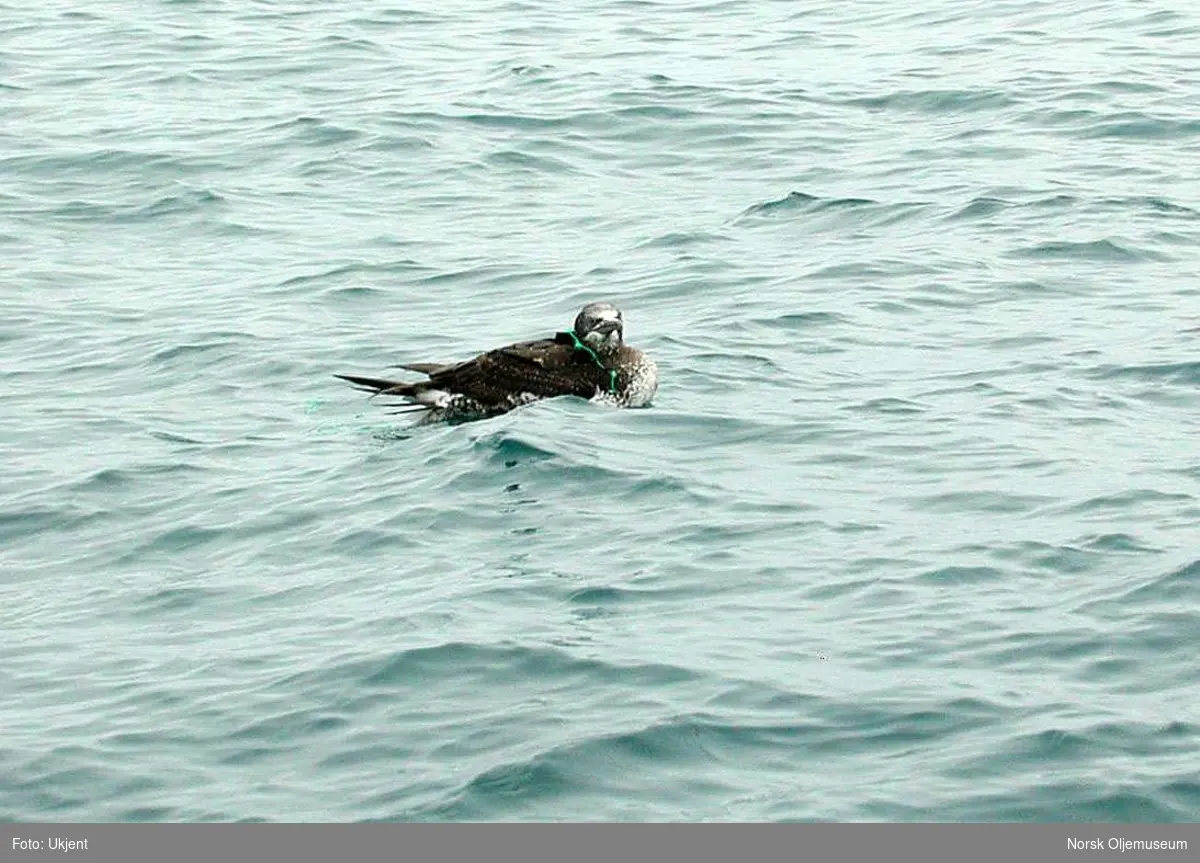 En ung Havsule svømmer rundt med nylongarnrester om kroppen.  Folkene på plattformen hadde observert en fugl som hadde viklet seg inn i restene av et fiskegarn.  Ved hjelp av lettbåten fanget de inn fuglen og befridde den fra garnet.  