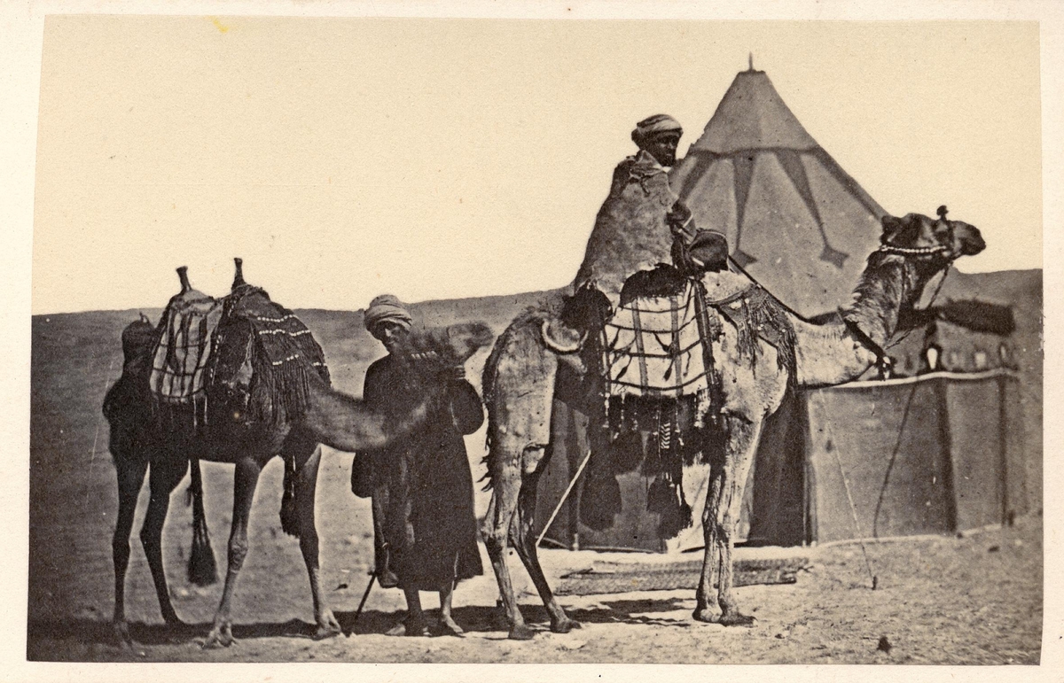 Porträtt. Två män med kameler