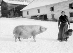 07.02.1909. O.T. Gillebo`s grisepurke, kvinne med bøtte, uth