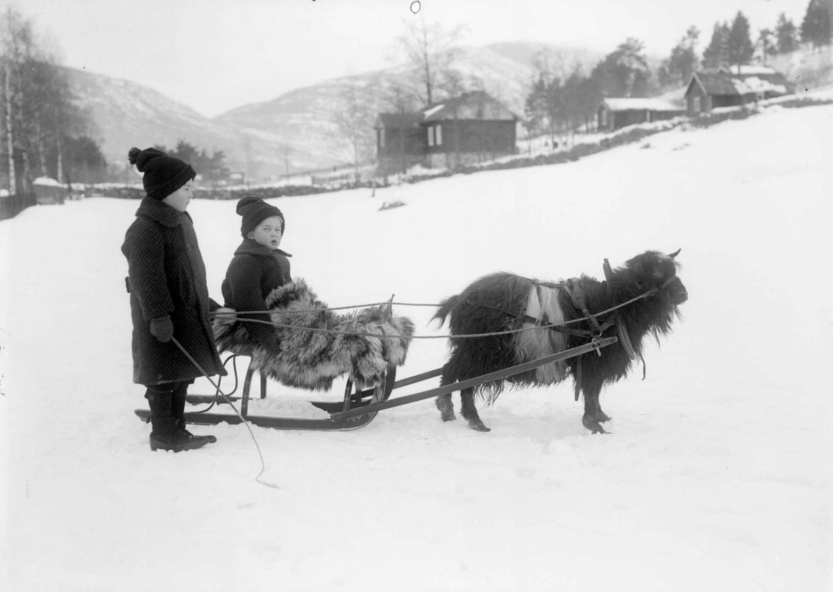 Brødrene Jens Og Paul Kolseth Med Slede Og Geit På Jordet Til Byrhagen Nord Fron Vinstra 