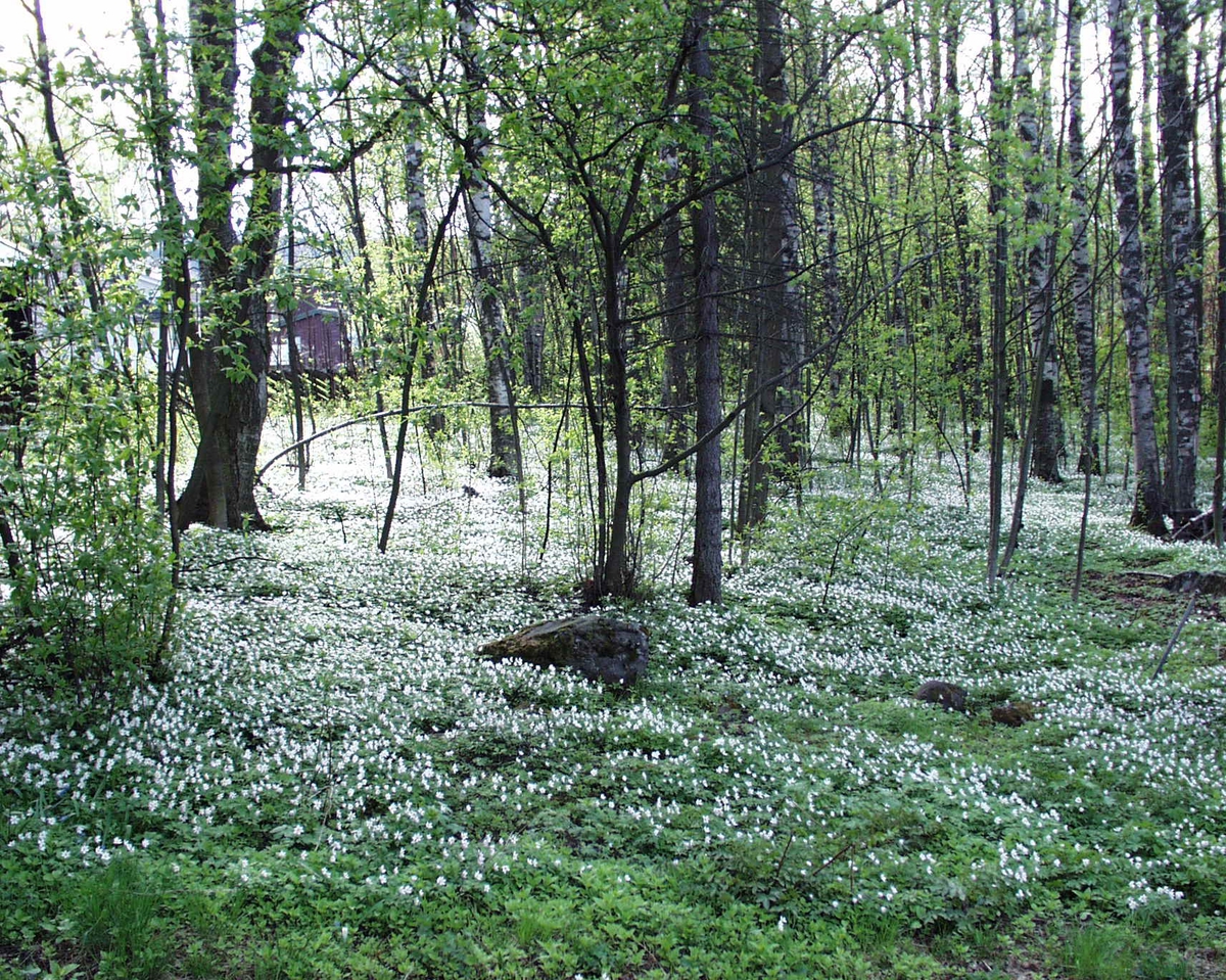 DOK:2003, Bjerkebæk, blomster, skogbunn, hvitveis,