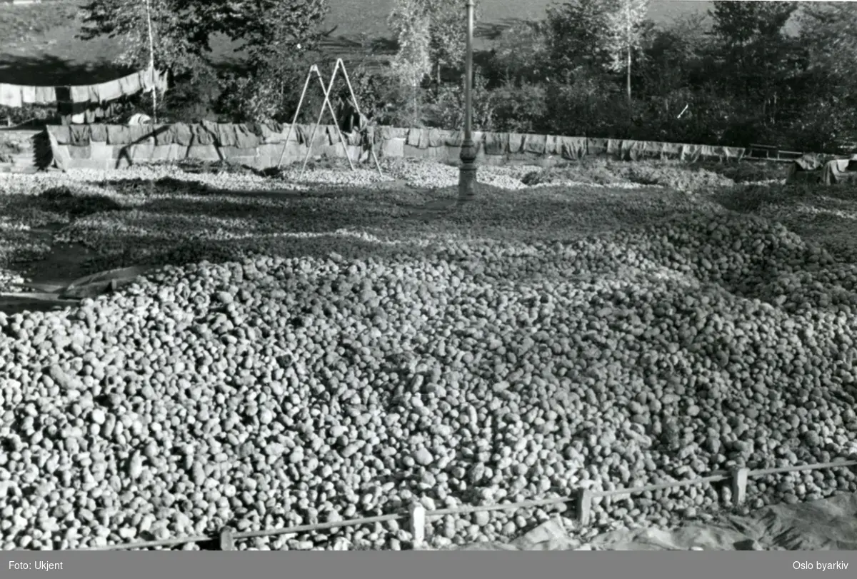Torshovparkens lekeplass brukt som potetlager under krigen.