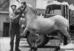 Gunnar Sæter på veg til slakteriet med den siste hesten på S