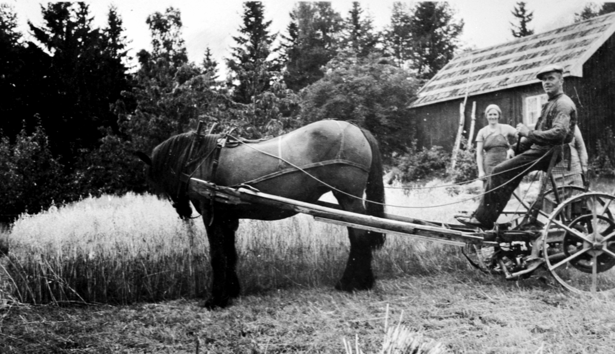 Skuronn med hest og slåmaskin i Atfor, Hovelsrud, Helgøya. Bjarne Sandbæk (1902-1979) på slåmaskina, Alvhild Sandbæk f.1905 bak. Jorda i Atfor ble brukt i mange år. Sorenskriveren (Eivind Bredal Olssøn) brukte stedet bare til feriested.