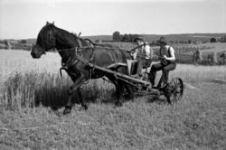 SKURONN, UTHUS GARD? I STANGE, HEST SLÅMASKIN, HESTEREDSKAP,