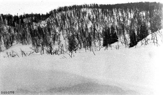 Vinterskog i Røssvasstraktene i Hattfjelldal.  Fotografiet er tatt for å vise hvordan innvandrende gran danner klynger eller grupper i ei li som tidligre har vært fullstendig dominert av lauvskog.  I forgrunnen ei kvit snøflate, muligens et islagt vassdrag.