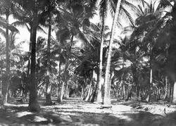 Mosambik 1914. Fra en kokospalmeplantasje.