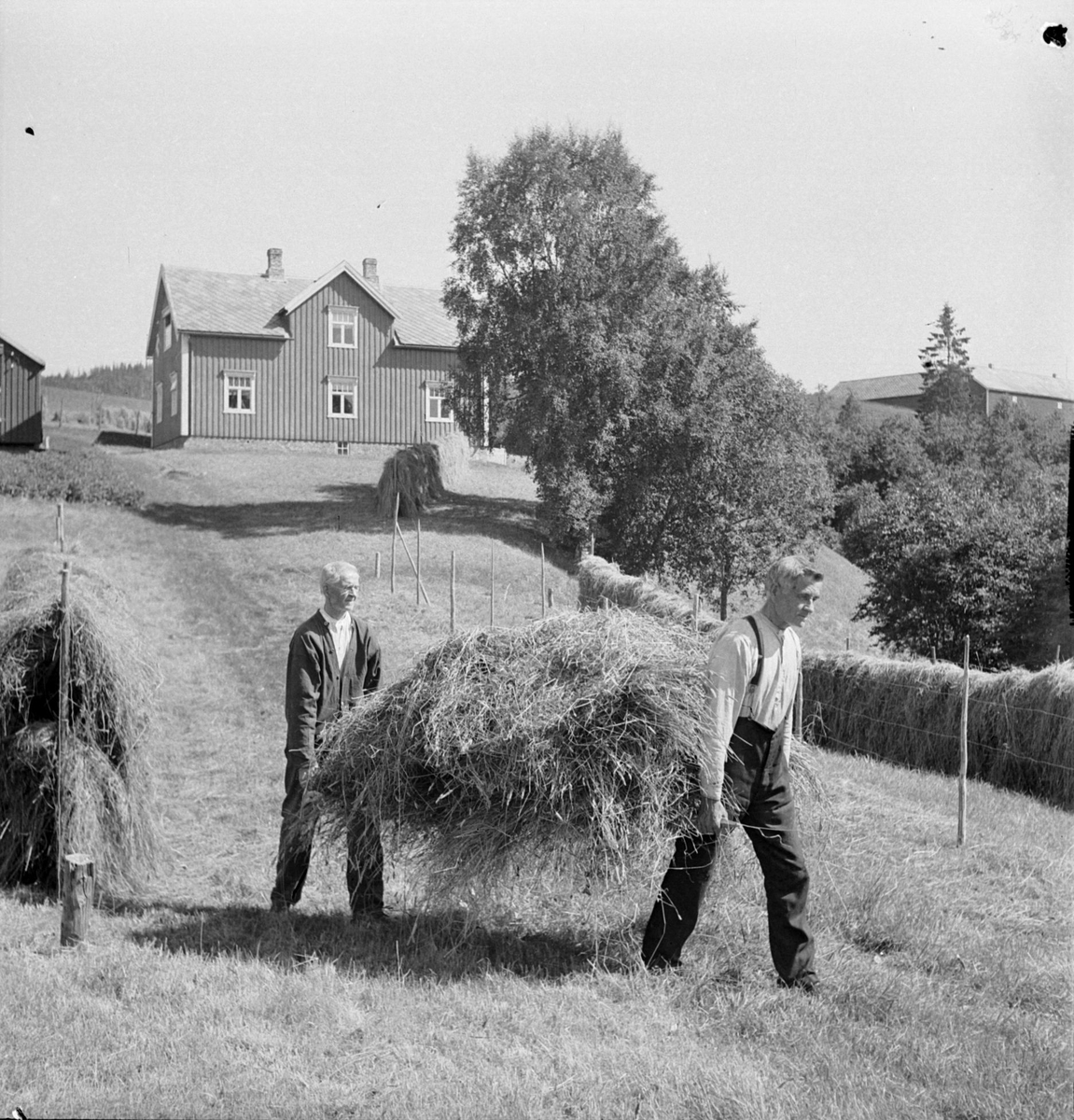 Brødrene Arnt (bak) og Lars Lysklæth bærer inn høyet på Lysklættrøa i Klæbu