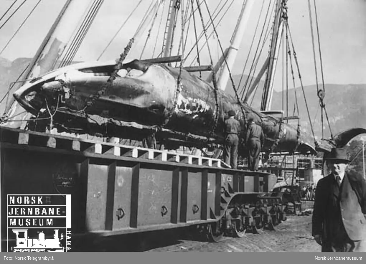 Transport av hval på tysk spesialvogn
