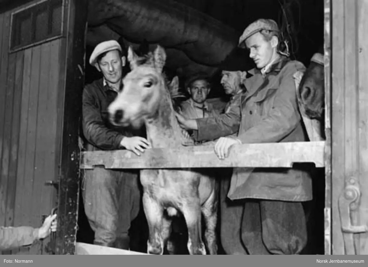 Dyrepassere med en hest i døråpningen på en G-vogn under hestetransport