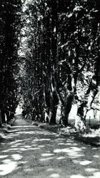 Hafslund, Sarpsborg, Østfold. Allé.