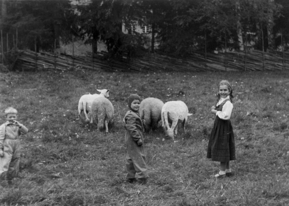Sauene beiter på Gudbrandsdalssetra på Norsk folkemuseum, 1949. Småbarn ser på.