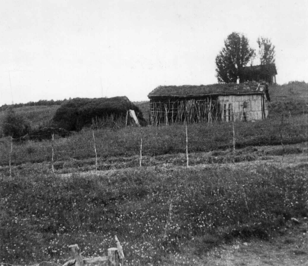 Fjøs og høyskjå med bolighus i bakgrunnen, Laukhella 1952.