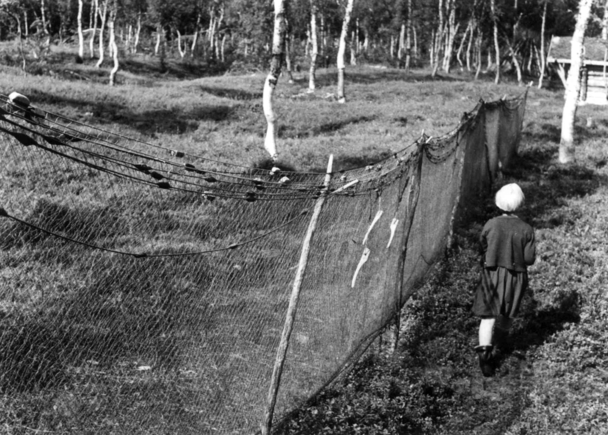 Garnheng og dubbel, fiskegarnet henger til tørk. Eies av Anna Dærga. Namsvatnet august 1956.