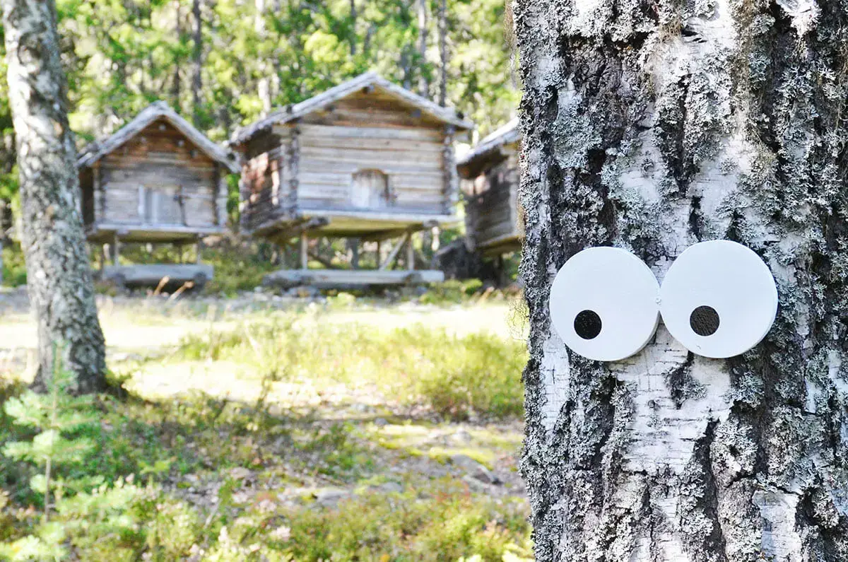 Ögon på ett träd och byggnader i en skog i bakgrunden